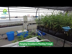 Plantação de morangos pendurados em fossa poupando espaço