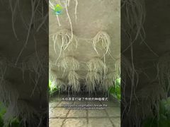 Sistema de cultivo sem solo DWC