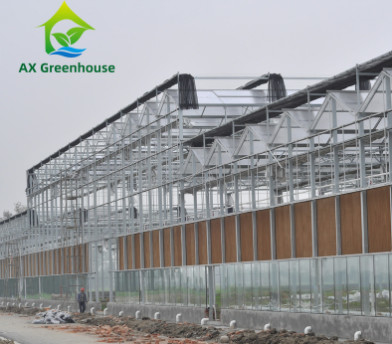 O anúncio publicitário moderou o tipo de vidro estufa Multispan de Venlo para agrícola