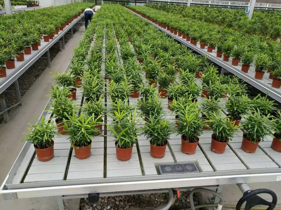 Cresça o banco de Tray Rolling Ebb And Flow da inundação da tabela para a plântula da estufa da flor