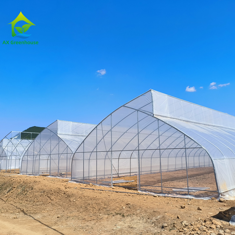 Túnel de estufa de filme de plástico tropical com um único dentão de serra personalizado para o cultivo de vegetais