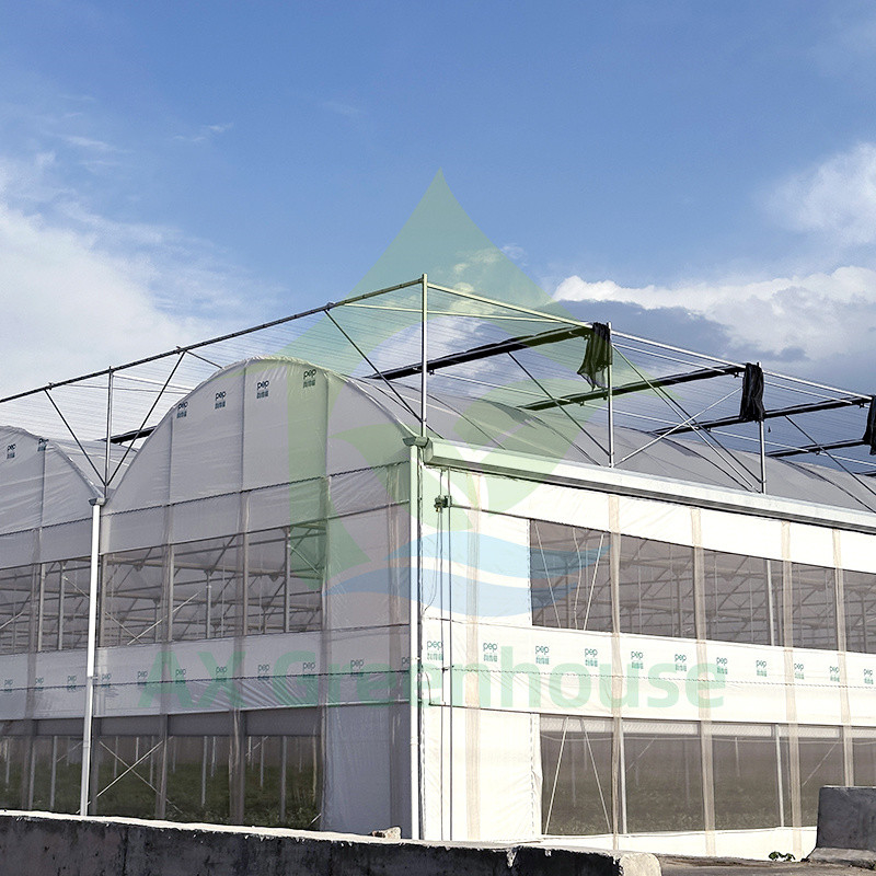Filtro de plástico PE Multi Span Tomate Polytunnel Estufas Para Frutas Legumes Com Rede de Sombra