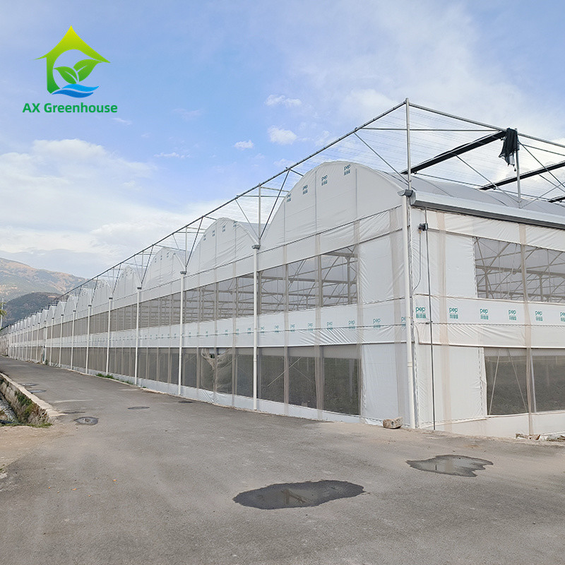 Estrutura de estrutura de estrutura de metal tropical multi-espansão Tomate Polytunnel Estufas para frutas e legumes