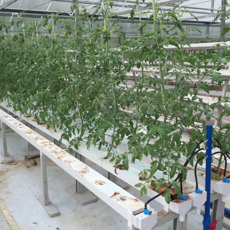 Horticultura Tubo circular Cultura sem solo Hidropônica Sistemas de crescimento de canais NFT para crescimento