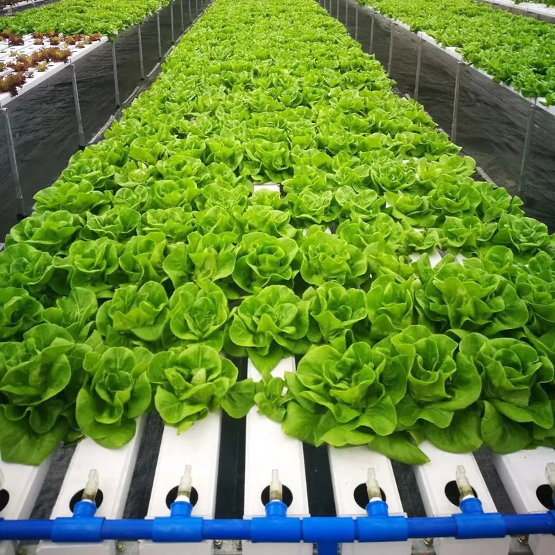 Agricultura sem solo em ambientes fechados Fertilização de morangos Tubo de PVC para hidroponia Sistema NFT para venda