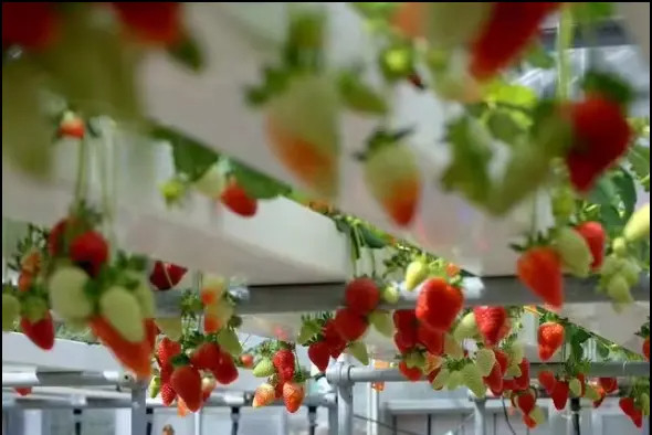 Agricultura sem solo em ambientes fechados Fertilização de morangos Tubo de PVC para hidroponia Sistema NFT para venda