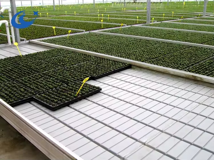 Bancos rolantes de estufa Tabela de cultivo para planta de tomate Sementes Sistema de irrigação de fluxo e fluxo
