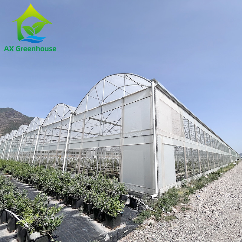 Estrutura de aço galvanizado a quente Multi-Span Film de plástico Estufas personalizadas com design de dente de serra de ventilação tropical