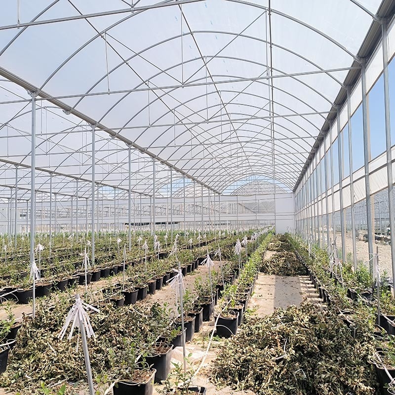 Estrutura de aço Agricultura Túnel poli negro sombreado Estufas multi-span com sistema de refrigeração opcional