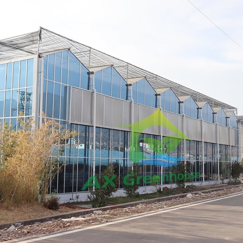 Painéis Temperados de Vidro Agrícola Tipo Venlo, Estrutura de Aço Galvanizado para Cultivo de Pepinos