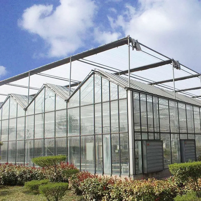 Estufas de tomate de vidro temperado de aço galvanizado multi-span Venlo para ótimas condições de crescimento