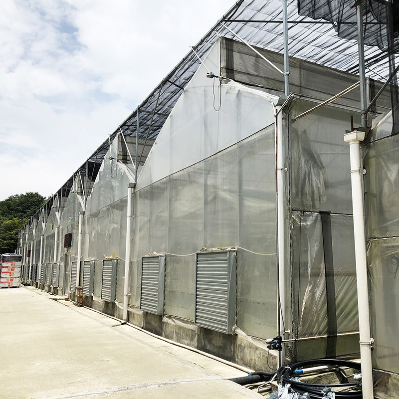 Estrutura de aço Dentes de serra Filme poliéster de túnel baixo Estufas agrícolas para produção sustentável de vegetais