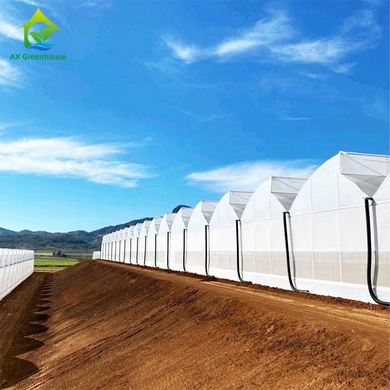 Filtro UV de plástico Poli-Túnel Agrícola Serra-dentes Multi-span Custom Estufas para Venda
