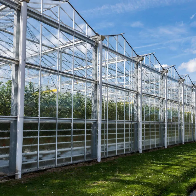 Estrutura de aço galvanizado a quente e cobertura de vidro reforçada para ventilação ideal em estufas de vidro agrícolas
