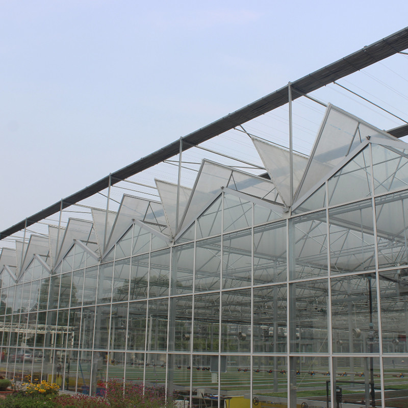 Estufas de tomate de vidro temperado de aço galvanizado multi-span Venlo para ótimas condições de crescimento