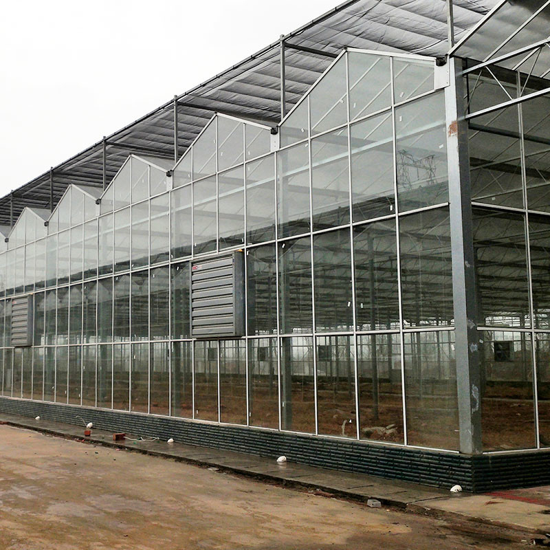 Painéis Temperados de Vidro Agrícola Tipo Venlo, Estrutura de Aço Galvanizado para Cultivo de Pepinos