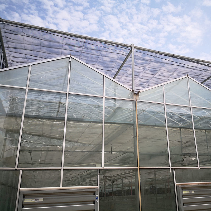 Ventilação automática Vidro agrícola Venlo Estufas de tomate com sistema de arrefecimento e sistema de ventilador