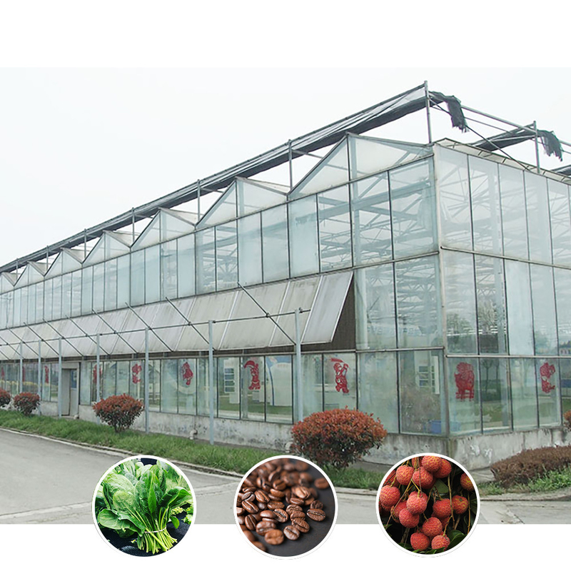 Solução para agricultura em todos os climas Estrutura estável Estufa com aço galvanizado a quente e vidro comercial