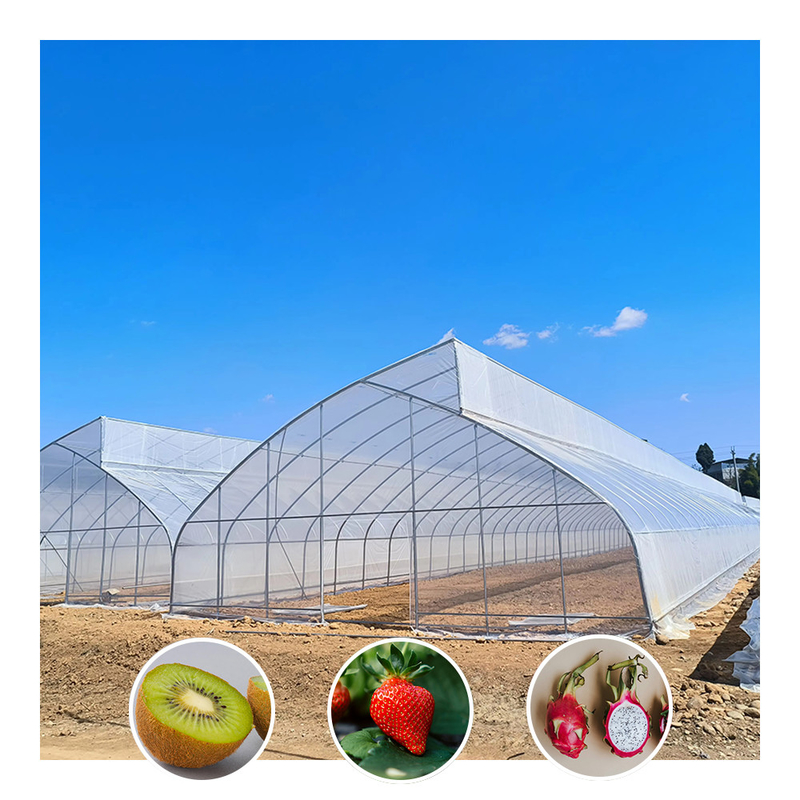 Túnel de estufa de filme de plástico tropical com um único dentão de serra personalizado para o cultivo de vegetais