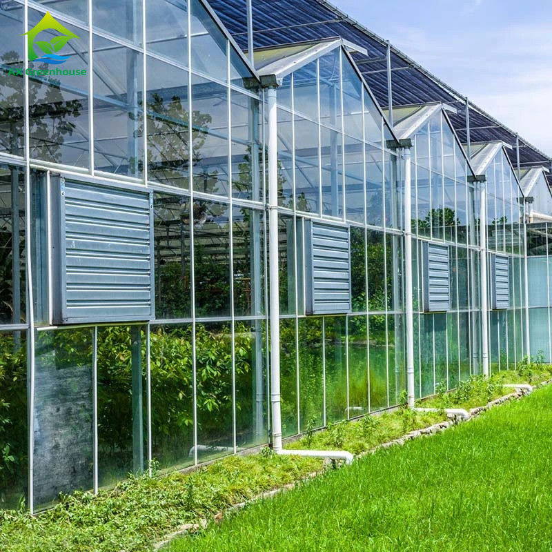 Estufa de vidro tipo Venlo agrícola, engenharia holandesa, estrutura galvanizada para hidroponia