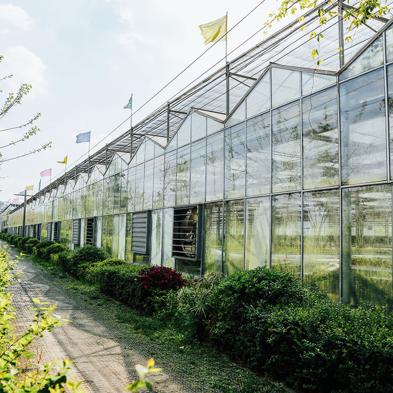 Estufa de vidro tipo Venlo agrícola, engenharia holandesa, estrutura galvanizada para hidroponia