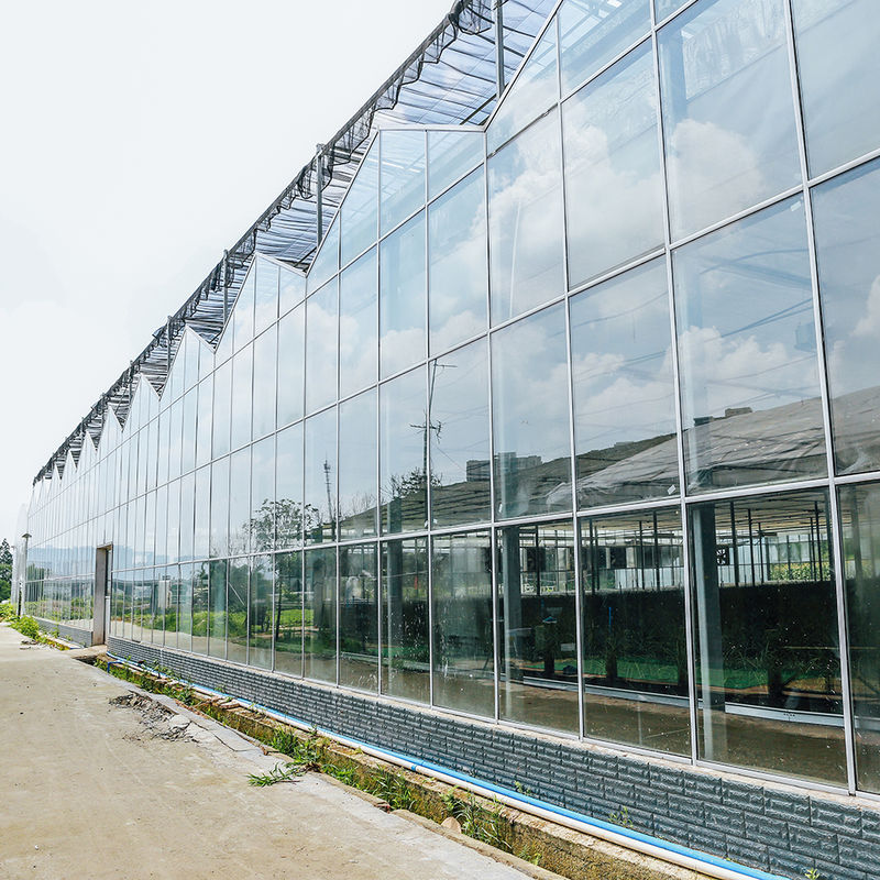 Estufa de vidro para cultivo de flores agrícolas de vários vãos tipo Venlo para semeadura