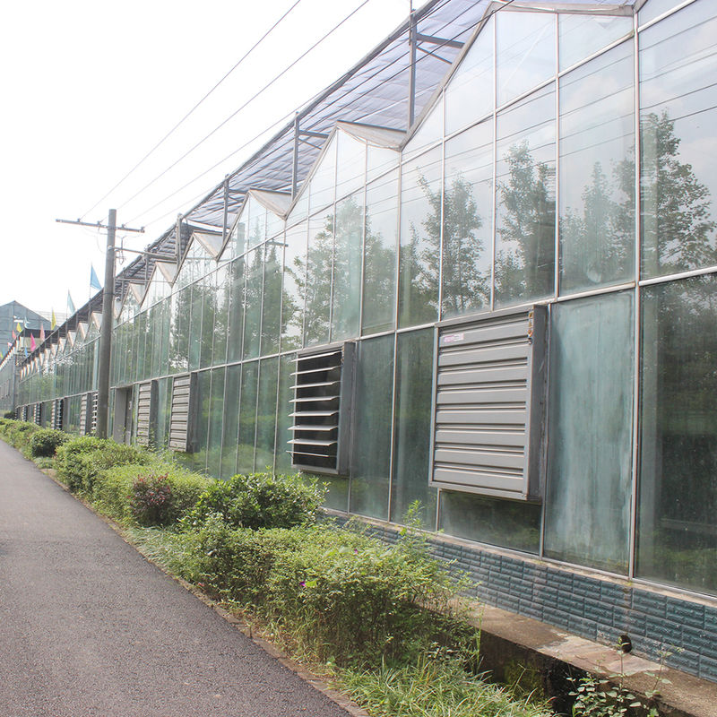 Estufa de vidro tipo Venlo agrícola, engenharia holandesa, estrutura galvanizada para hidroponia