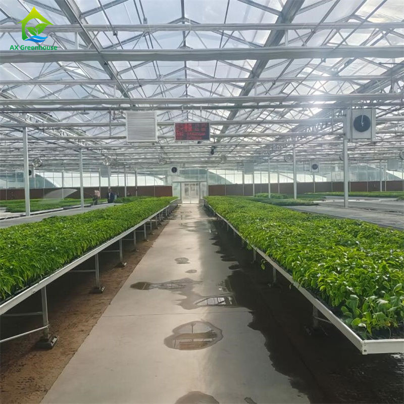 Garrafas de vidro temperado transparentes Garrafas de vidro para cultivo de plantas e flores