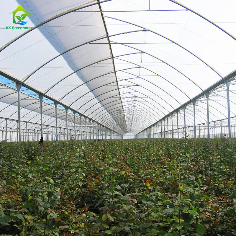 Grande estufa de filmagem para o cultivo de vegetais de folhas,tomates, pepinos, pimentões, berinjela, morangos, melancias