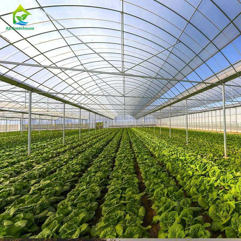 Grande estufa de filmagem para o cultivo de vegetais de folhas,tomates, pepinos, pimentões, berinjela, morangos, melancias