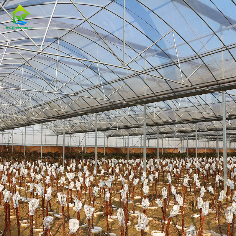 Grande estufa de filmagem para o cultivo de vegetais de folhas,tomates, pepinos, pimentões, berinjela, morangos, melancias