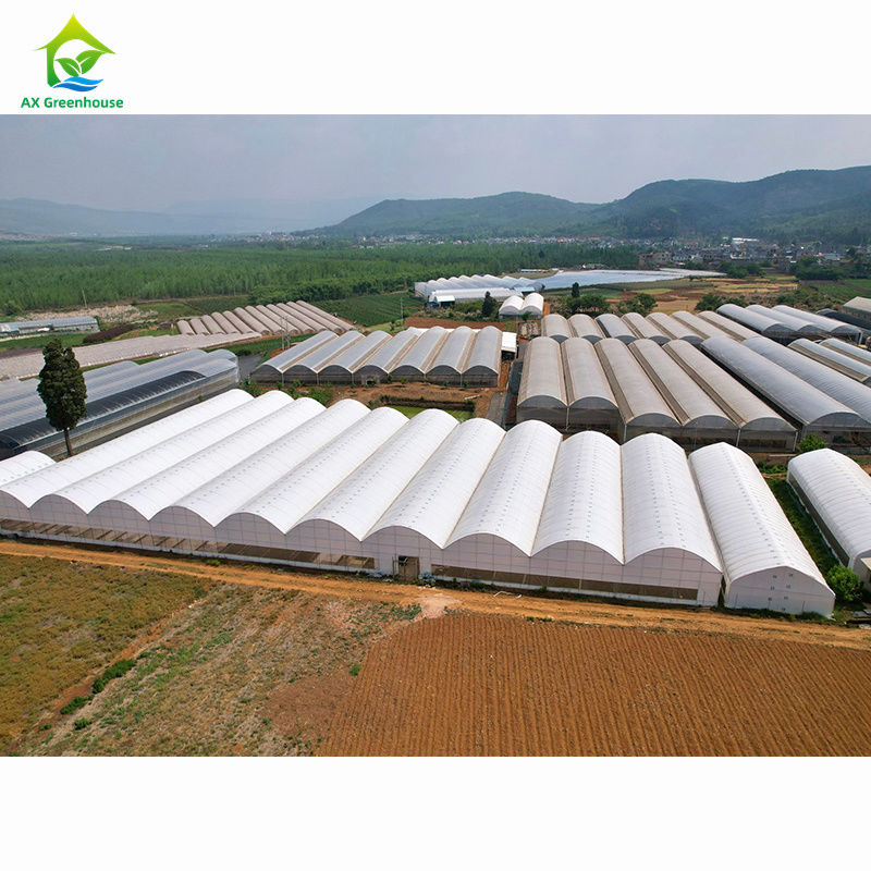Estufas agrícolas multivanadas em larga escala | Fábrica profissional de estufas para personalização em massa